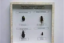 Коллекция «Приспособительные изменения в конечностях насекомых»
