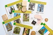 Коллекция "Древесные растения и их распространение" (демонстрационная)