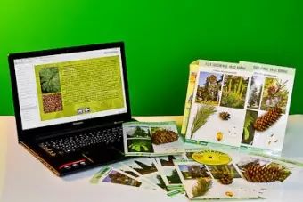 Коллекция   натурально-интерактивная "Голосеменные растения