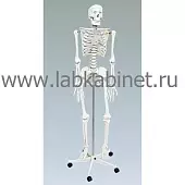 Скелет человека на штативе 85 см