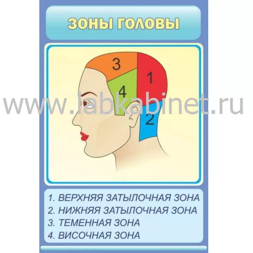 Плакат «Зоны головы» для изучения анатомического строения головы, размер 60 × 90 см