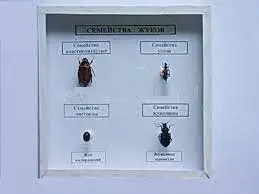 Коллекция  «Семейства жуков» 