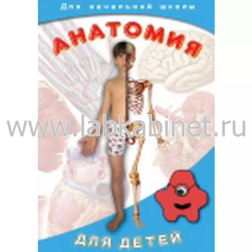 Учебный видеофильм «Анатомия для детей» для занятий по биологии