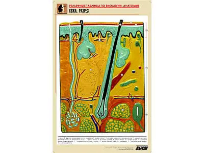 Рельефная   таблица "Кожа. Разрез" (формат А1, матовое ламинир.)