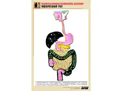 Рельефная   таблица "Пищеварительный тракт" (формат А1, матовое ламинир.)