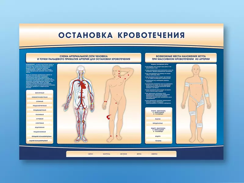 Учебный стенд-тренажер «Остановка кровотечения» размером 1,5×1×0,04 м