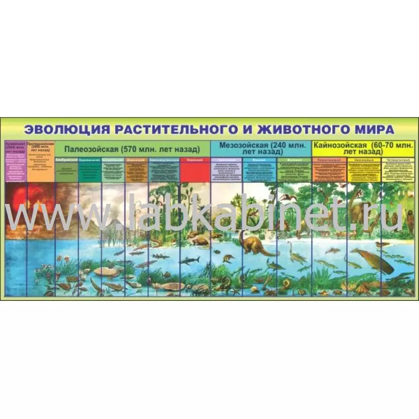 Эволюция растительного и животного мира, 1,6х0,7