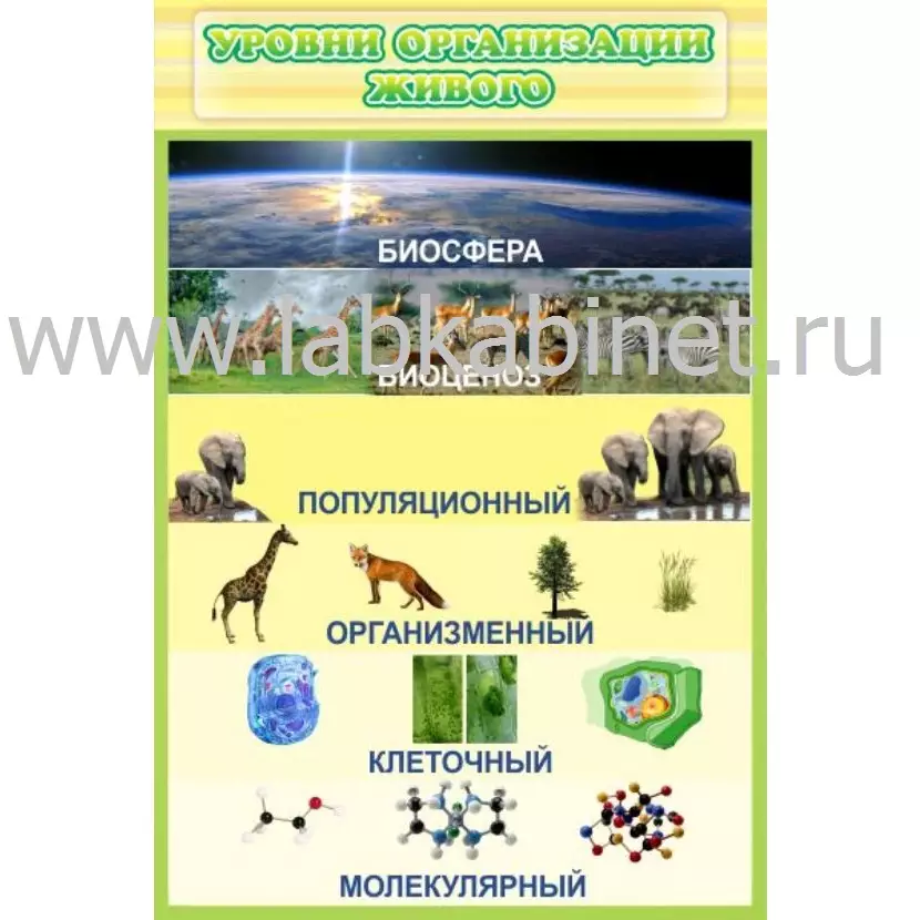 Учебный плакат «Уровни организации живого» 0,6×0,9 м