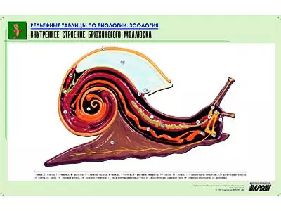 Рельефная   таблица "Внутреннее строение брюхоногого моллюска" (формат А1,   матовое ламинир.)