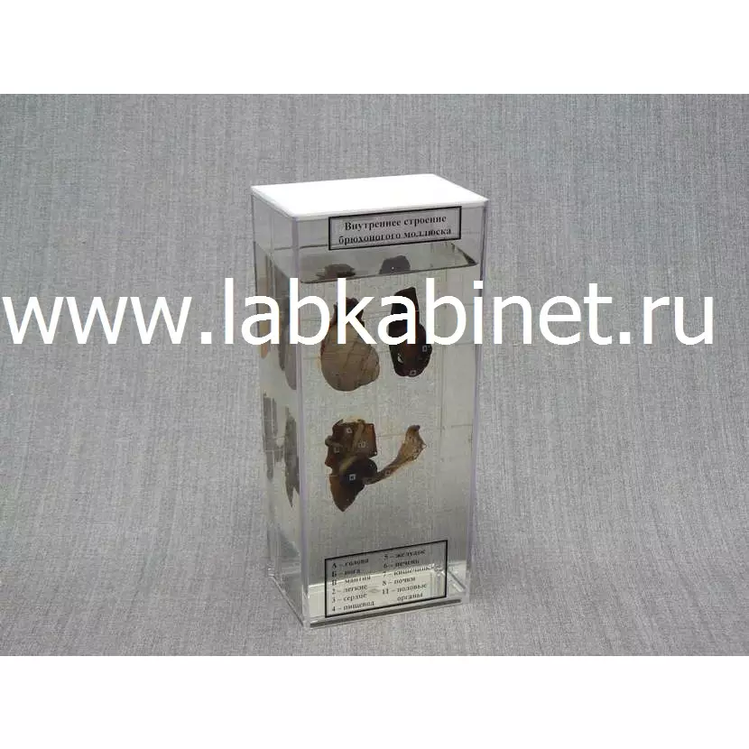 Влажный зоопрепарат «Внутреннее строение брюхоногого моллюска»