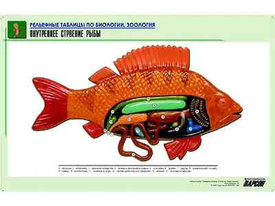 Рельефная   таблица "Внутреннее строение рыбы" (формат А1, матовое ламинир.)