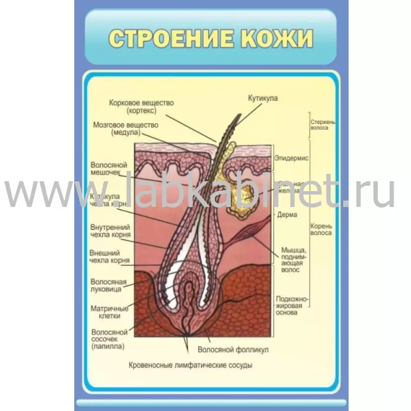Плакат «Строение кожи» 60×90 см для изучения анатомии человека