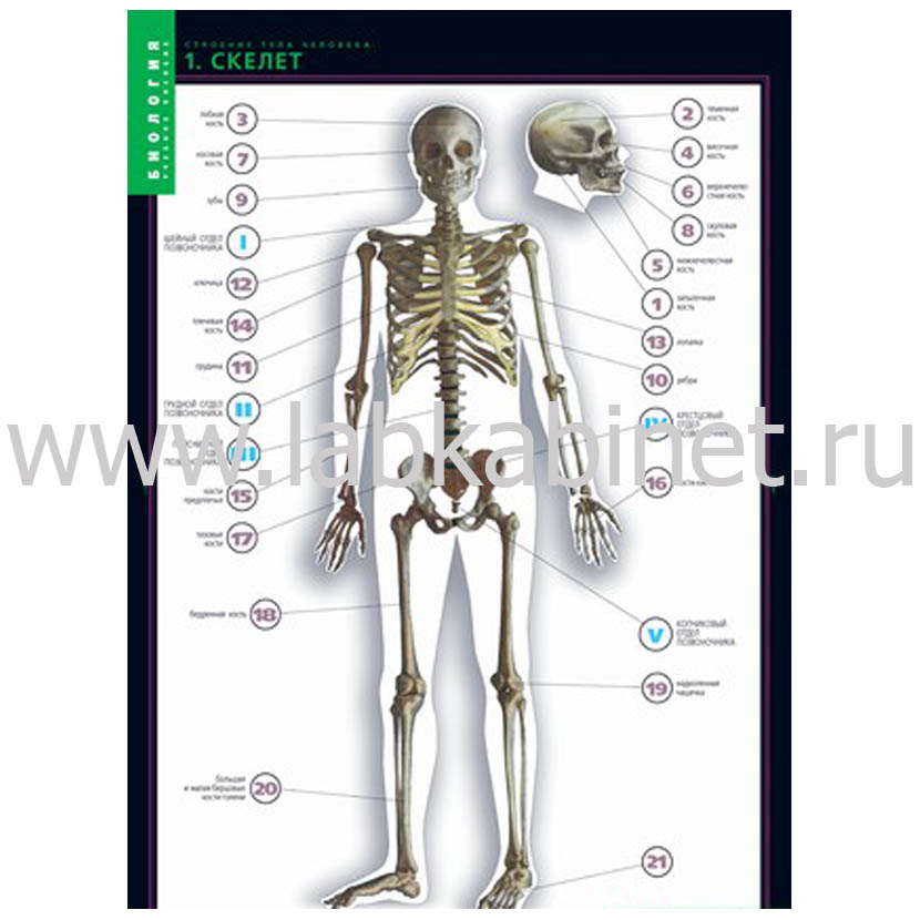 Биология строение тела человека. Таблица тело человека анатомия. Наглядные пособия по анатомии человека.