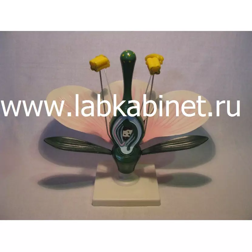 Модель цветка яблони для изучения строения цветка