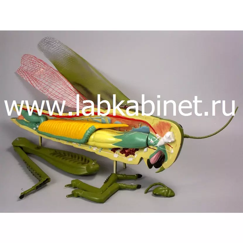 Модель кузнечика — наглядное пособие для изучения внешнего строения насекомого на уроках биологии