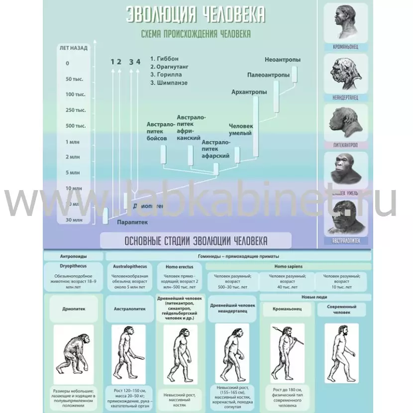 Плакат «Эволюция человека» 80×100 см для изучения биологии