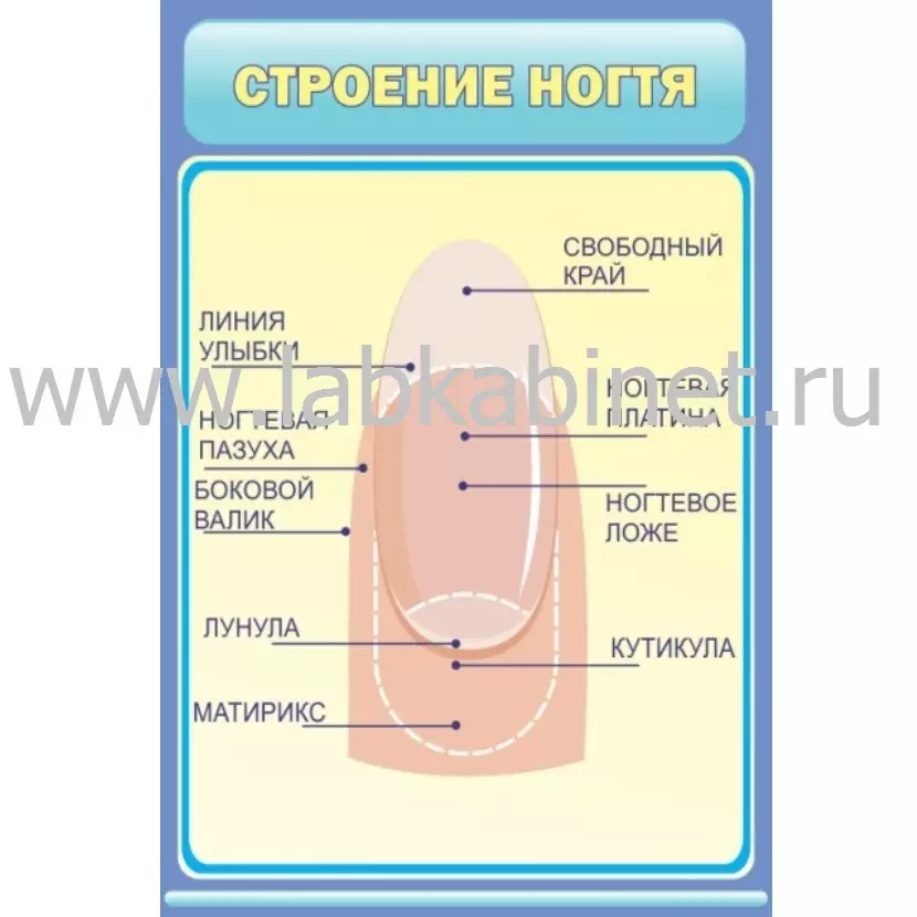 Плакат «Строение ногтя» 60×90 см для изучения анатомии и ухода за ногтями