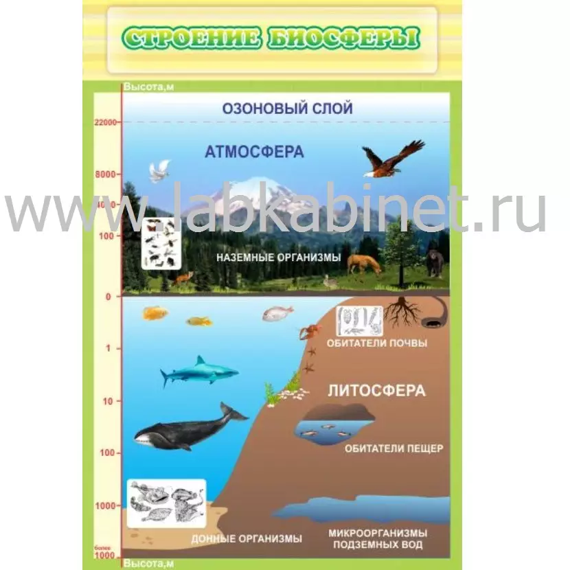 Плакат «Строение биосферы» размером 0,6 х 0,9 м