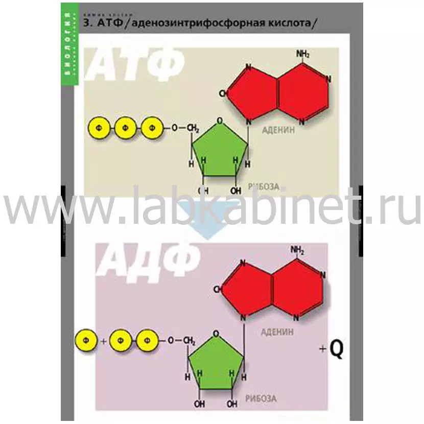 Комплект таблиц «Химия клетки» — 3 таблицы по биологии
