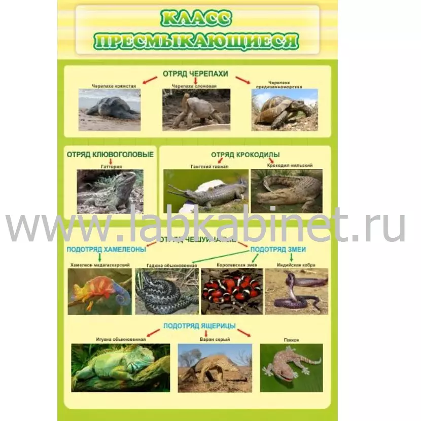 Таблица «Класс Пресмыкающиеся» для кабинета биологии, размер 0,6×0,9 м