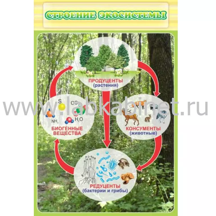 Таблица «Строение экосистемы» размером 0,6 × 0,9 м
