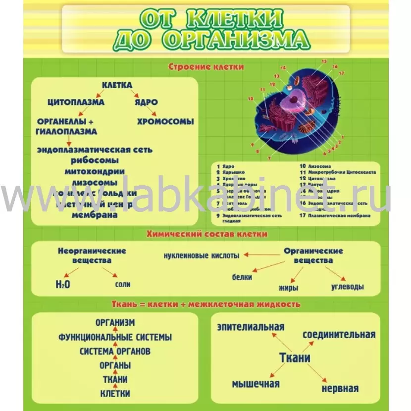 Плакат «От клетки до организма» для кабинета биологии, размер 0,8×0,9 м