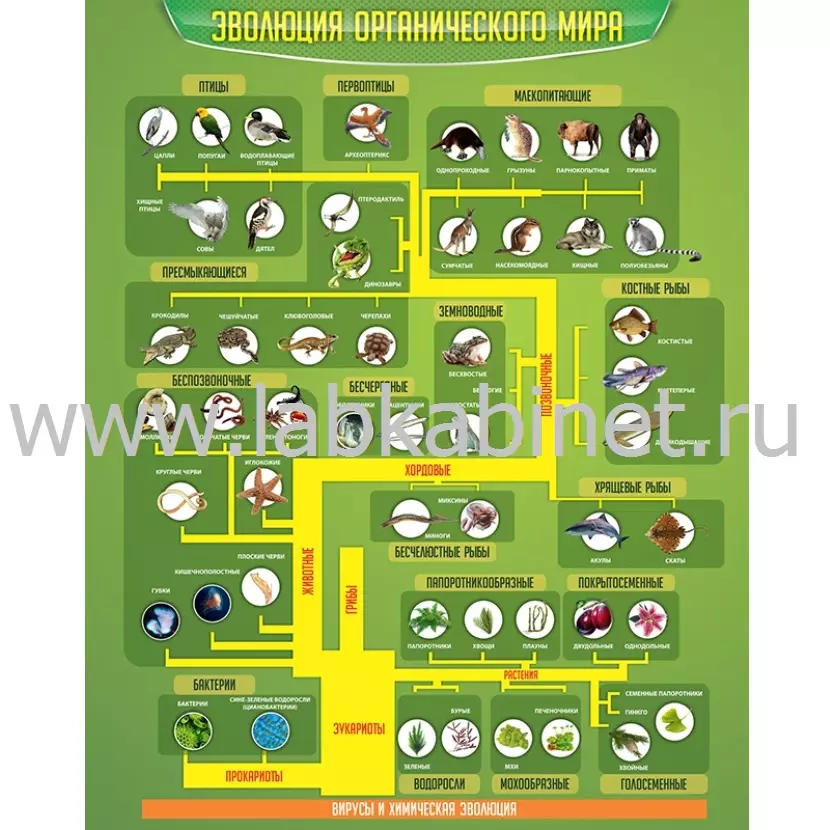 Учебный плакат «Эволюция органического мира» 0,8×1 м