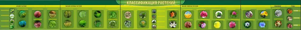 Таблица «Классификация растений» для кабинета биологии, размер 0,6×0,6 м
