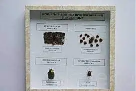 Коллекция «Примеры защитных приспособлений у насекомых»