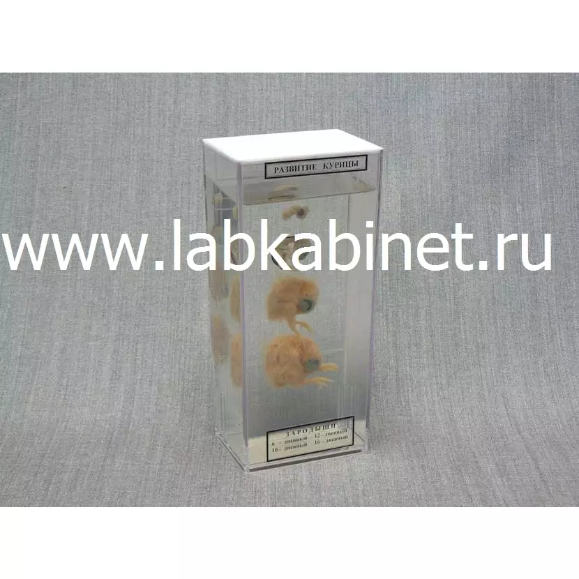 Влажный зоологический препарат «Развитие курицы»