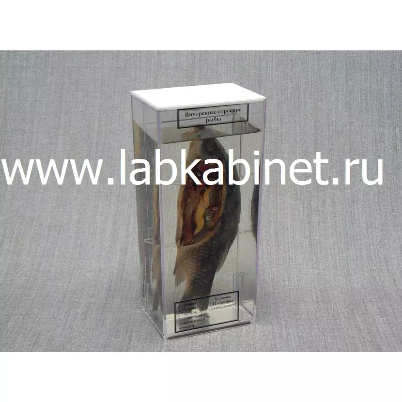 Влажный зоопрепарат "Внутреннее строение рыбы" 