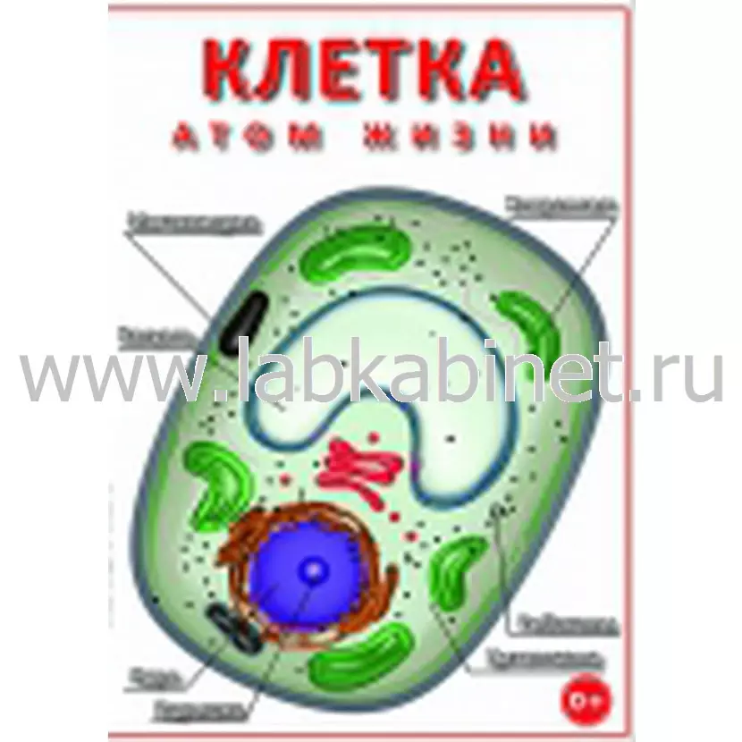 Учебный видеофильм «Клетка — атом жизни» для занятий по биологии