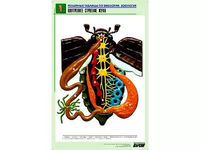 Рельефная   таблица "Внутреннее строение жука" (формат А1, матовое ламинир.)