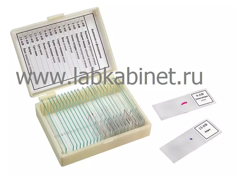 Набор препаратов "Анатомия и физиология" (14 обр.)