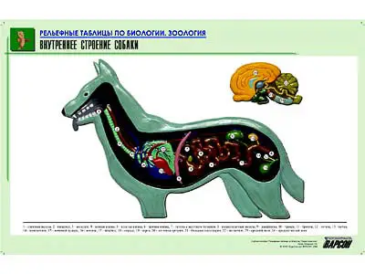 Рельефная   таблица "Внутреннее строение собаки" (формат А1, матовое ламинир.)