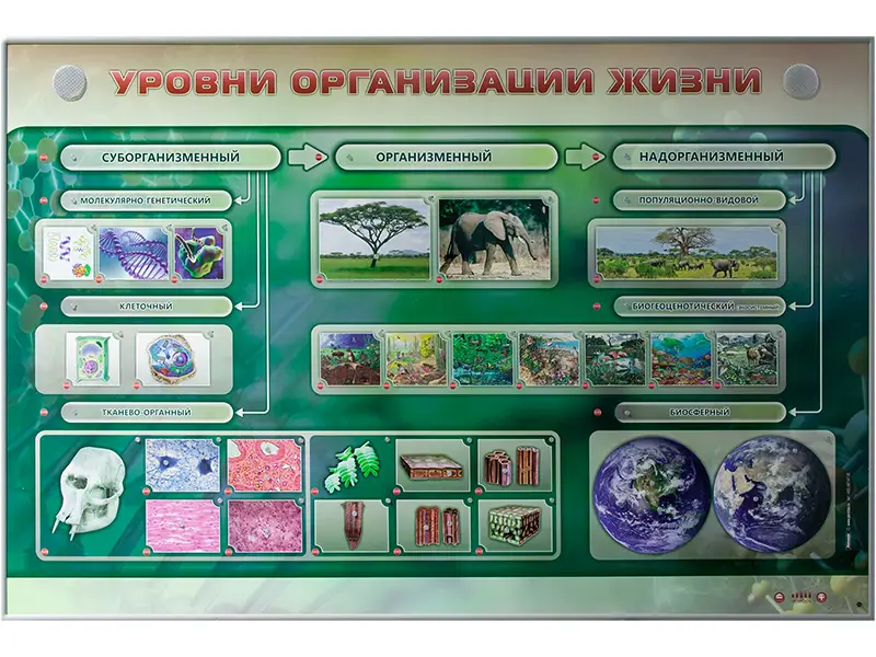 Электрифицированный стенд "Уровни организации жизни"
