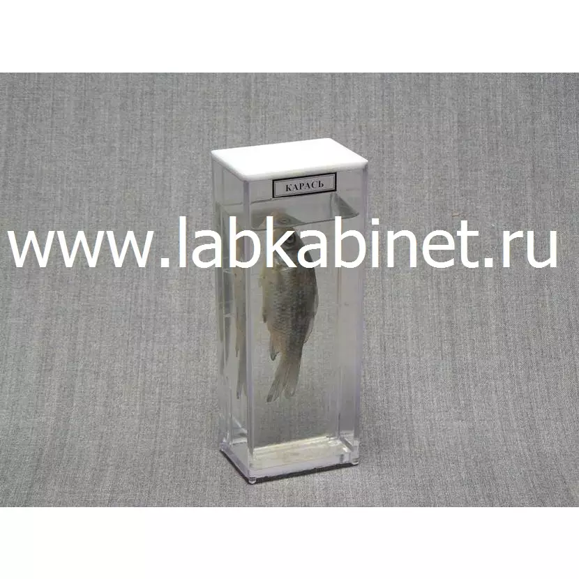 Влажный зоопрепарат «Карась» для демонстрации строения рыбы на уроках биологии