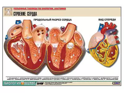 Рельефная   таблица "Строение сердца" (формат А1, матовое ламинир.)