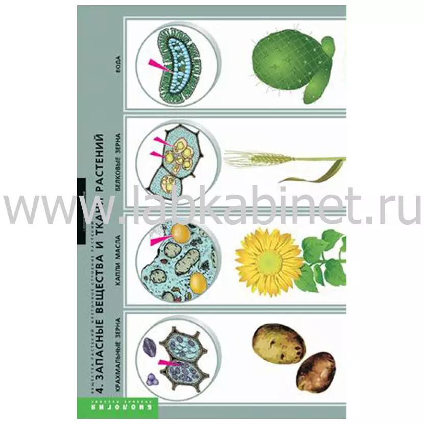 Вещества растений. Клеточное строение, 12 таблиц