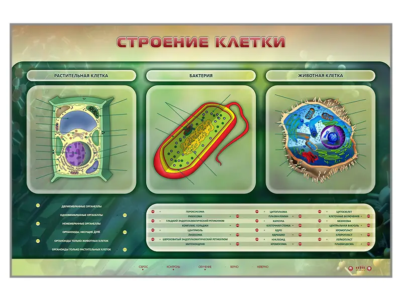 Электрифицированный стенд "Строение клетки" с маркерными полями
