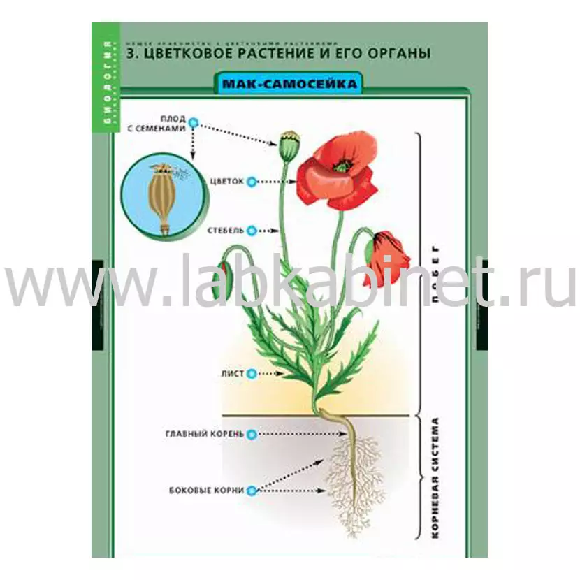 Общее знакомство с цветковыми растениями, 6 таблиц