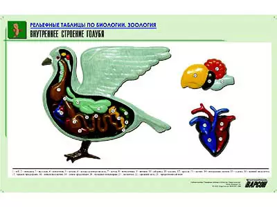Рельефная   таблица "Внутреннее строение голубя" (формат А1, матовое ламинир.)
