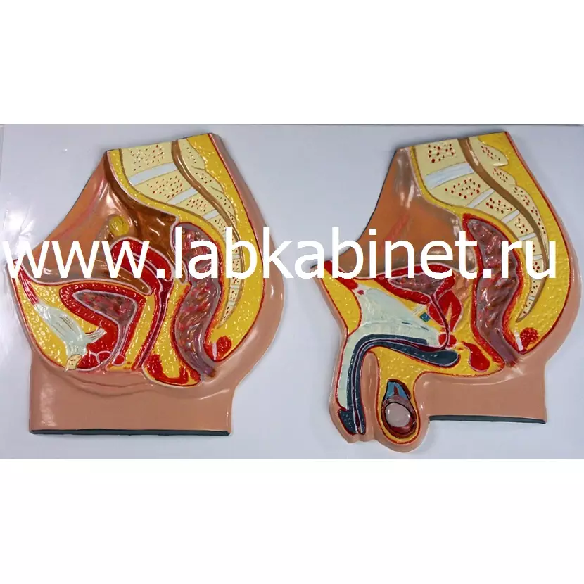 Таз мужской и таз женский, модель барельефная