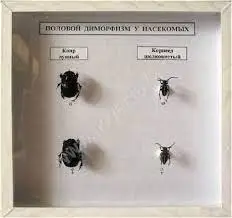 Коллекция «Половой диморфизм у насекомых»