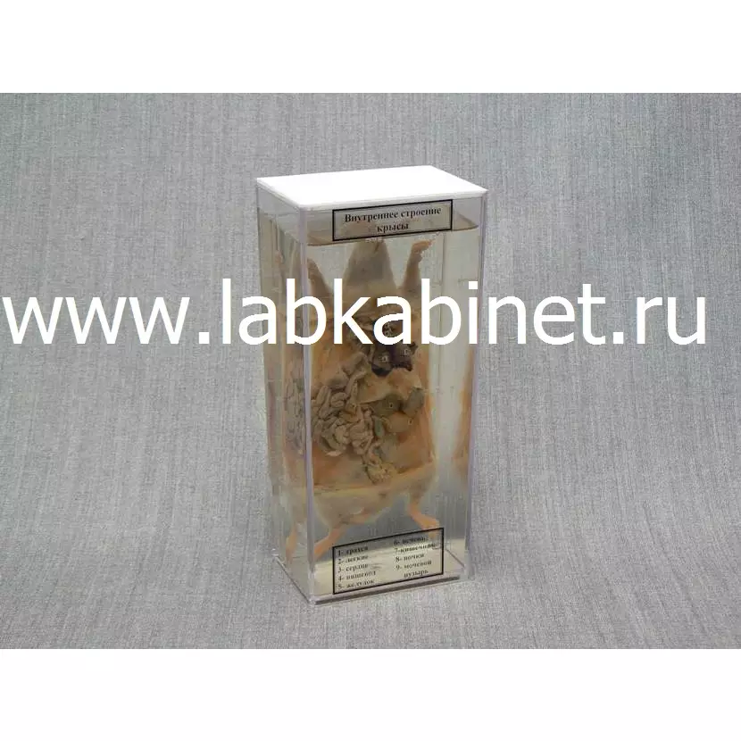 Влажный зоопрепарат «Внутреннее строение крысы»