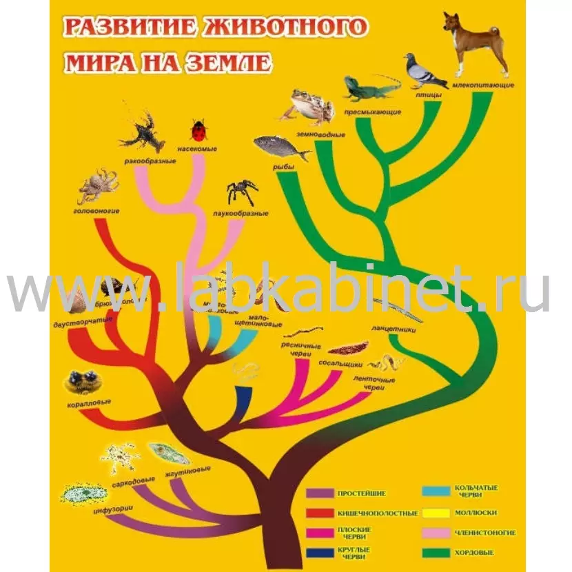 Развитие животного мира на земле, 0,75*0,9