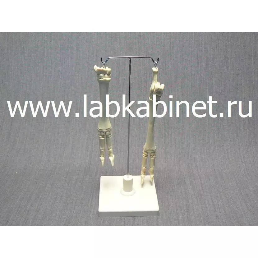 Скелет конечности овцы (передняя и задняя) на подставке