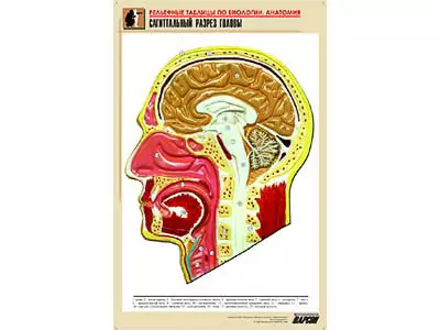 Рельефная   таблица "Сагиттальный разрез головы" (формат А1, матовое ламинир.)
