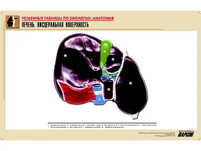 Рельефная   таблица "Печень. Висцеральная поверхность" (формат А1, матовое   ламинир.)