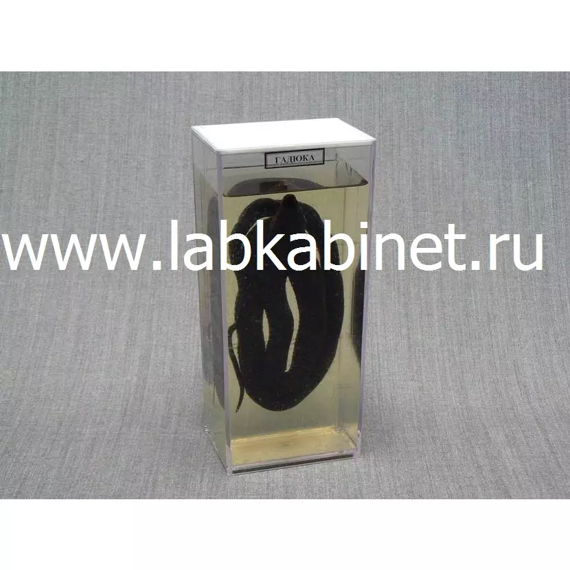 Влажный зоопрепарат «Змея» для изучения строения животных